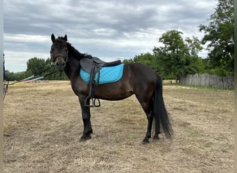 Welsh-PB, Stute, 12 Jahre, 125 cm, Rappe