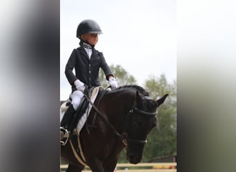 Welsh-PB Mix, Stute, 12 Jahre, 130 cm, Rappe