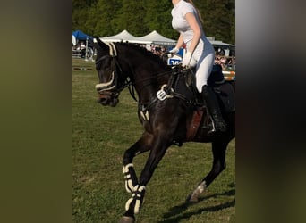 Welsh-PB, Stute, 12 Jahre, 148 cm, Dunkelbrauner