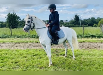 Welsh-PB, Stute, 13 Jahre, 130 cm, Schimmel