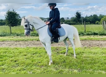 Welsh-PB, Stute, 13 Jahre, 130 cm, Schimmel