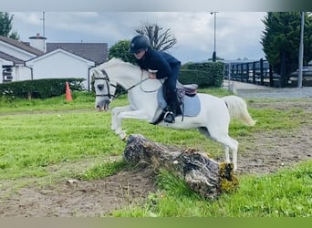 Welsh-PB, Stute, 13 Jahre, 130 cm, Schimmel