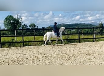 Welsh-PB, Stute, 13 Jahre, 130 cm, Schimmel