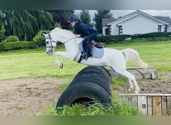 Welsh-PB, Stute, 13 Jahre, 130 cm, Schimmel
