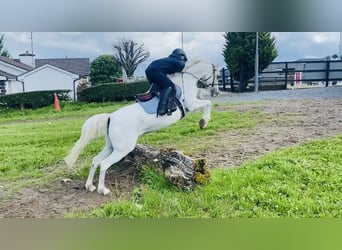Welsh-PB, Stute, 13 Jahre, 130 cm, Schimmel