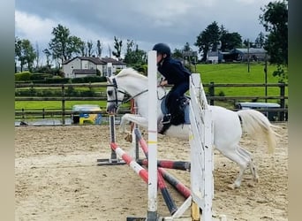 Welsh-PB, Stute, 13 Jahre, 130 cm, Schimmel