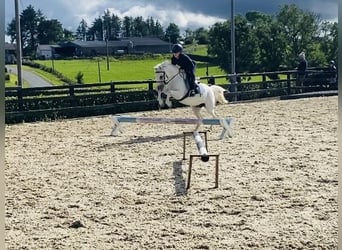 Welsh-PB, Stute, 13 Jahre, 130 cm, Schimmel
