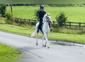 Welsh-PB, Stute, 13 Jahre, 130 cm, Schimmel