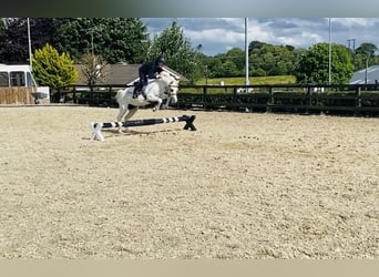 Welsh-PB, Stute, 13 Jahre, 130 cm, Schimmel