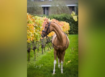 Welsh-PB, Stute, 13 Jahre, 144 cm, Fuchs