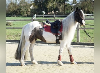 Welsh-PB, Stute, 13 Jahre, 146 cm, Schecke