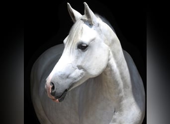 Welsh-PB, Stute, 13 Jahre, 154 cm, Schimmel