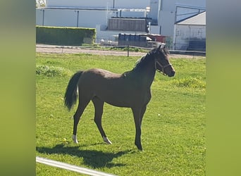 Welsh-PB, Stute, 1 Jahr, 135 cm, Brauner