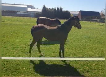 Welsh-PB, Stute, 1 Jahr, 135 cm, Brauner