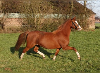 Welsh-PB, Stute, 1 Jahr, 135 cm, Brauner