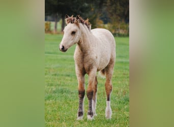 Welsh-PB Mix, Stute, 1 Jahr, 160 cm, Falbe