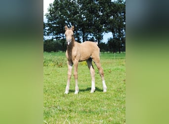 Welsh-PB Mix, Stute, 1 Jahr, 160 cm, Falbe