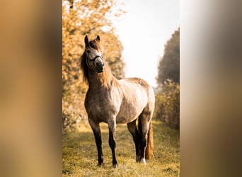 Welsh-PB Mix, Stute, 1 Jahr, 160 cm, Falbe