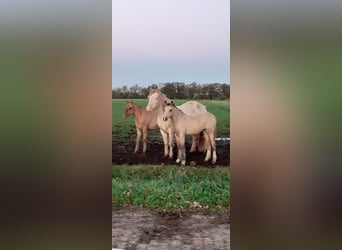 Welsh-PB Mix, Stute, 1 Jahr, 160 cm, Falbe
