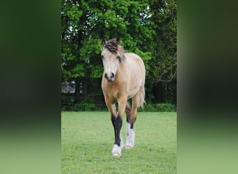 Welsh-PB Mix, Stute, 1 Jahr, 160 cm, Falbe