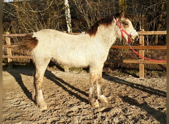 Welsh-PB Mix, Stute, 1 Jahr, 160 cm, Falbe