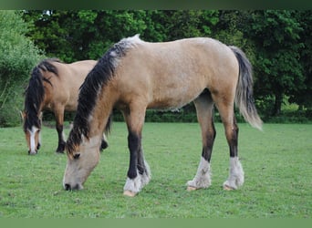 Welsh-PB Mix, Stute, 1 Jahr, 160 cm, Falbe