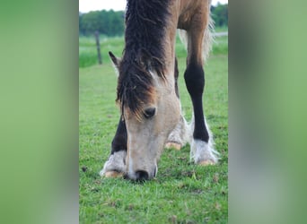 Welsh-PB Mix, Stute, 1 Jahr, 160 cm, Falbe