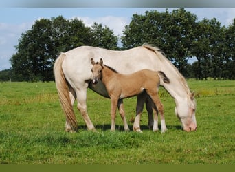 Welsh-PB Mix, Stute, 1 Jahr, 160 cm, Falbe