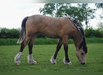 Welsh-PB Mix, Stute, 1 Jahr, 160 cm, Falbe