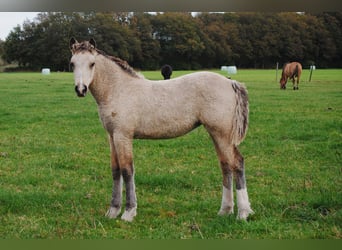 Welsh-PB Mix, Stute, 1 Jahr, 160 cm, Falbe
