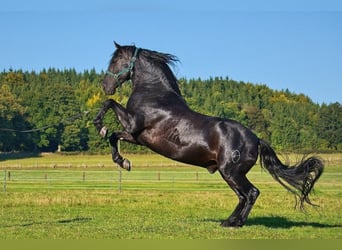 Welsh-PB, Stute, 1 Jahr, Schwarzbrauner