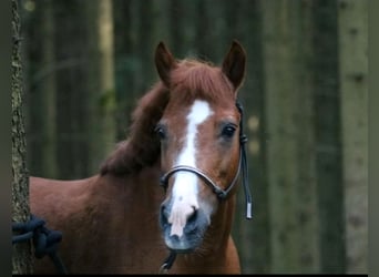 Welsh-PB Mix, Stute, 24 Jahre, 115 cm, Fuchs