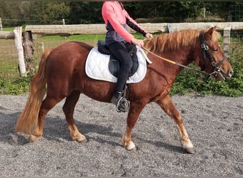 Welsh-PB, Stute, 2 Jahre, 115 cm