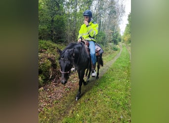 Welsh-PB, Stute, 2 Jahre, 136 cm, Schimmel