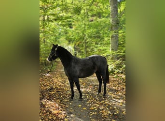 Welsh-PB, Stute, 2 Jahre, 140 cm, Schimmel