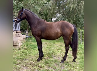 Welsh-PB, Stute, 2 Jahre, 145 cm, Brauner