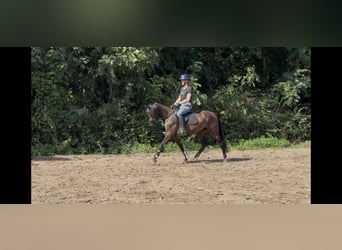 Welsh-PB, Stute, 3 Jahre, 143 cm, Dunkelbrauner