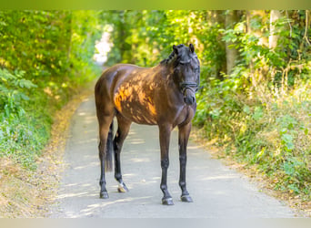 Welsh-PB, Stute, 3 Jahre, 143 cm, Dunkelbrauner
