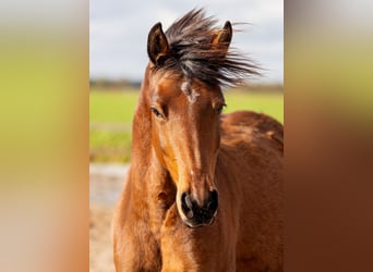 Welsh-PB, Stute, 3 Jahre, 145 cm, Brauner