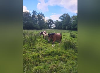 Welsh-PB, Stute, 4 Jahre, 135 cm, Brauner