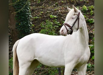 Welsh-PB, Stute, 4 Jahre, 145 cm, Perlino