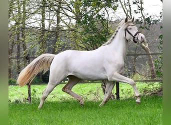 Welsh-PB, Stute, 4 Jahre, 145 cm, Perlino