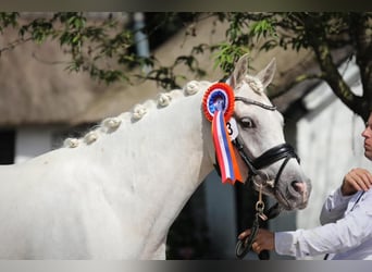 Welsh-PB, Stute, 4 Jahre, 148 cm, Palomino
