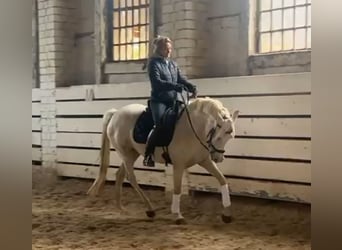 Welsh-PB, Stute, 4 Jahre, 148 cm, Palomino