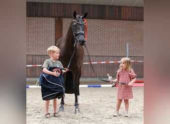 Welsh-PB, Stute, 4 Jahre, 148 cm, Rappe