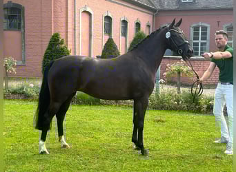 Welsh-PB, Stute, 4 Jahre, 148 cm, Rappe