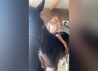 Welsh-PB, Stute, 4 Jahre, 148 cm, Rappe