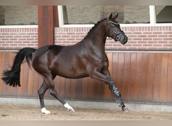 Welsh-PB, Stute, 4 Jahre, 148 cm, Rappe