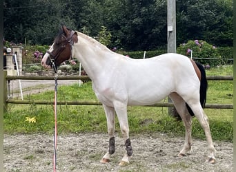 Welsh-PB, Stute, 4 Jahre, 149 cm