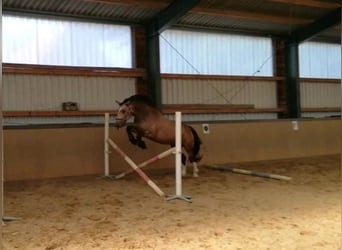 Welsh-PB Mix, Stute, 4 Jahre, 160 cm, Buckskin